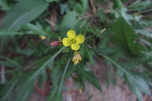 diplotaxis muralis (1200 x 799)